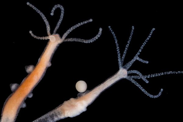 Kraken 14 at