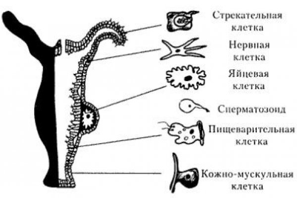 Зайти в кракен